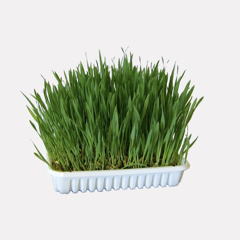 Herbe à chat en graine pot de 100 g 10 Petits Zèbres